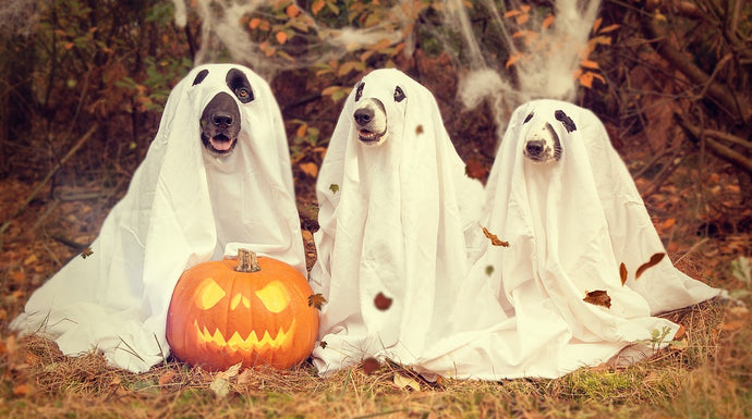 Ideas espeluznantes y divertidas de Halloween